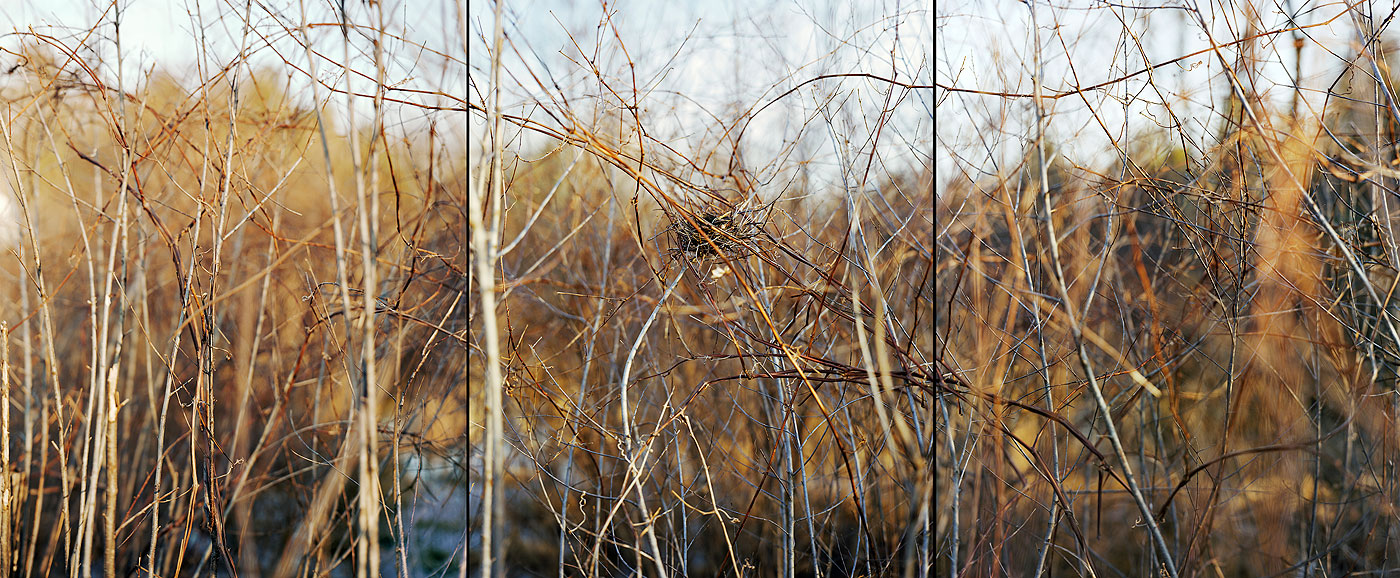 Nest, 2006, by Barbara Bosworth