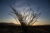 Ocotillo