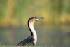 Cormorant