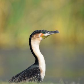 Cormorant
