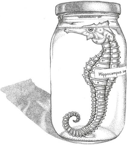 Pacific seahorse, illustration by Maria Johnson.