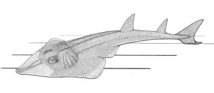 Shovelnose guitarfish. Illustration by Maria Johnson.