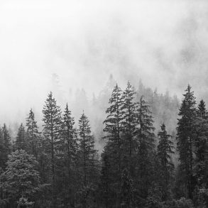 Coniferous forest in fog
