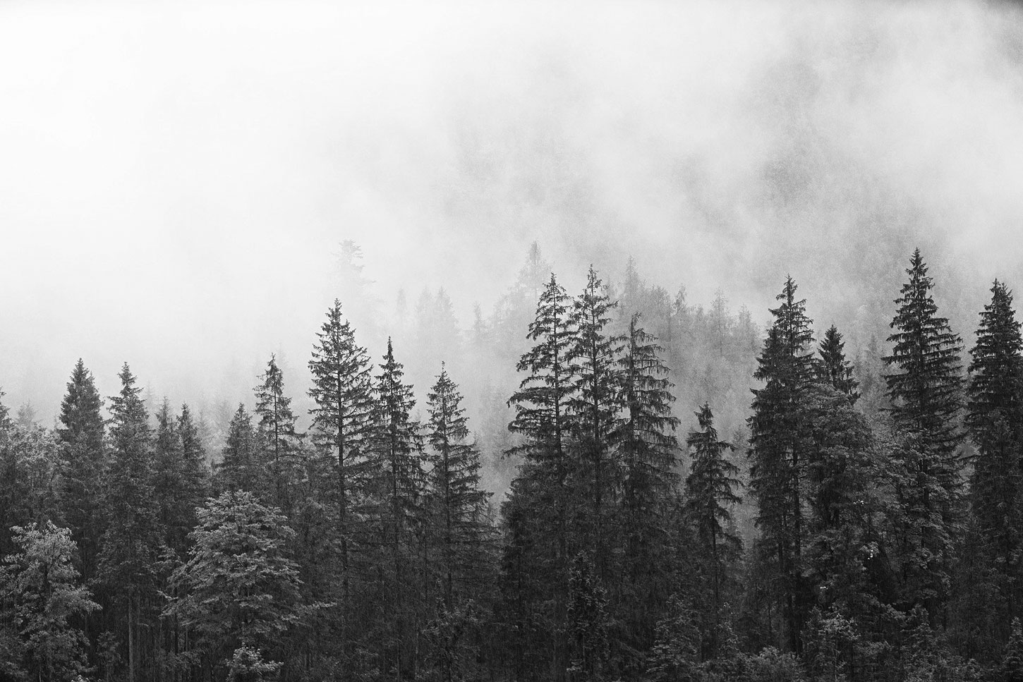 Coniferous forest in fog
