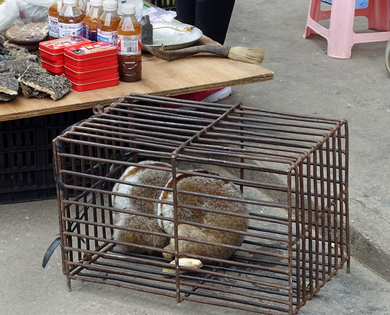 Slow loris in a cage.