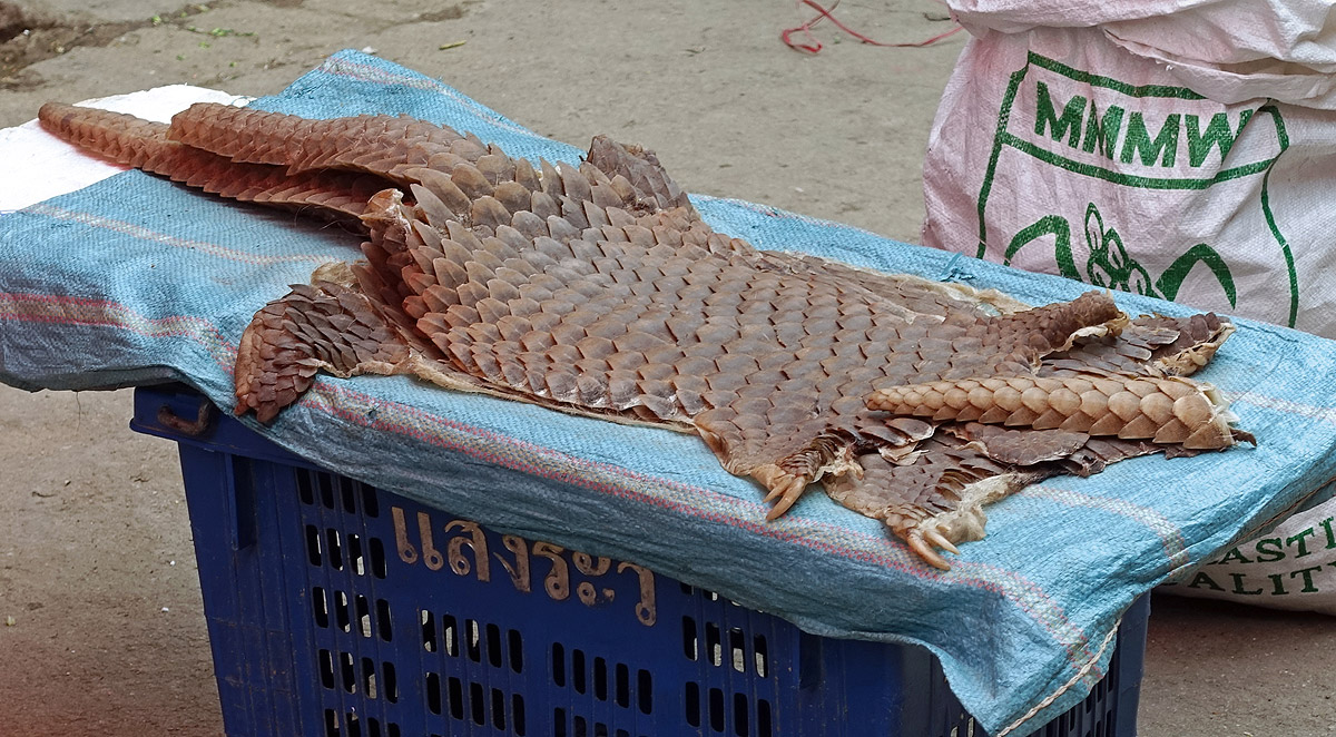 Chinese pangolin skin.