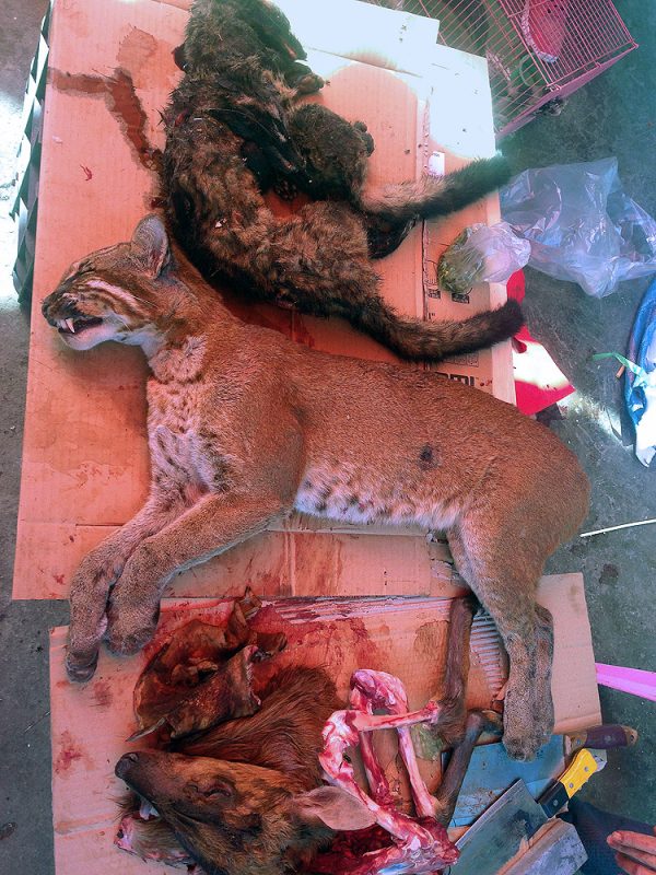 Asiatic golden cat, common palm civet, ferret badger, and other animals.