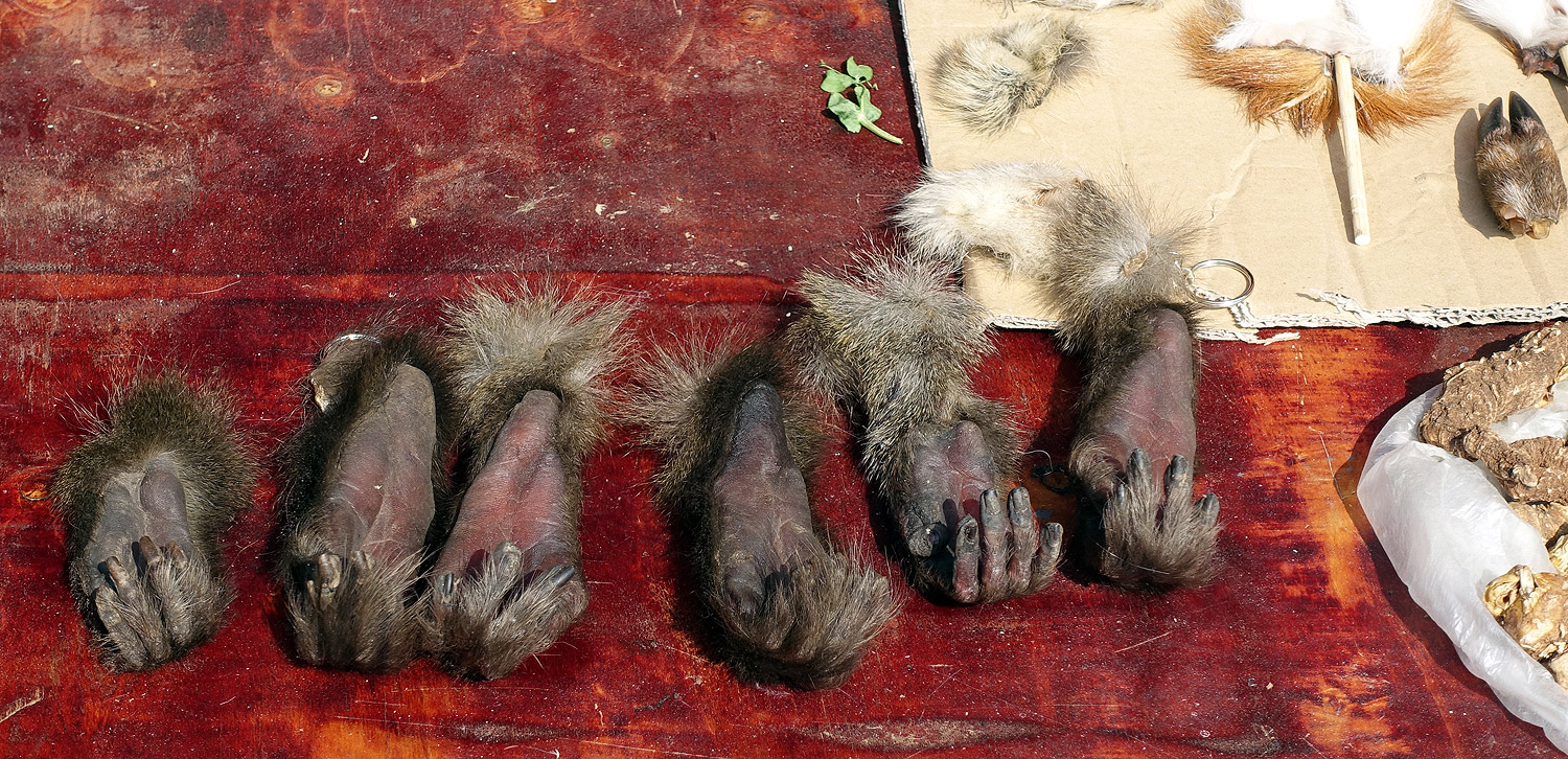 Monkey paws, still soft.