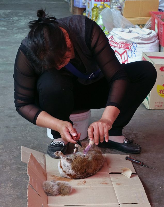 Mongla market worker cutting up slow loris