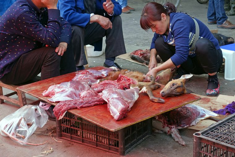 Barking deer is cut up.