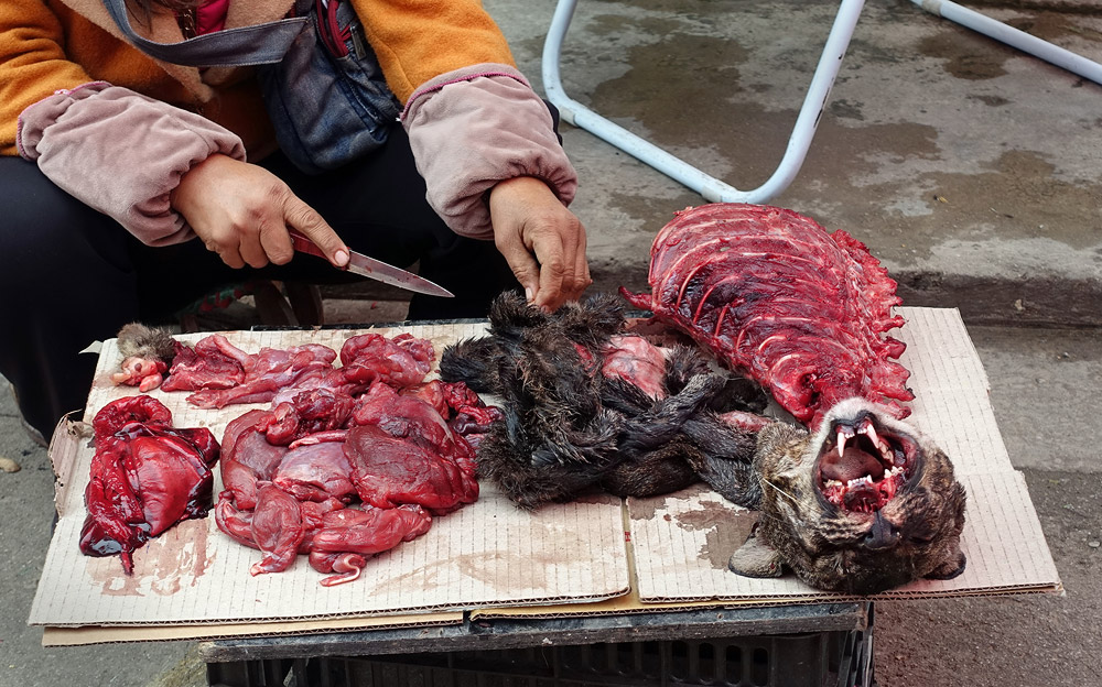 Clouded leopard at the Mongla market.