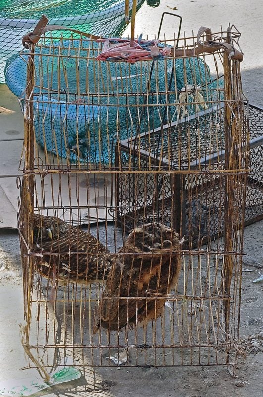 Live owls cowering in a cage.