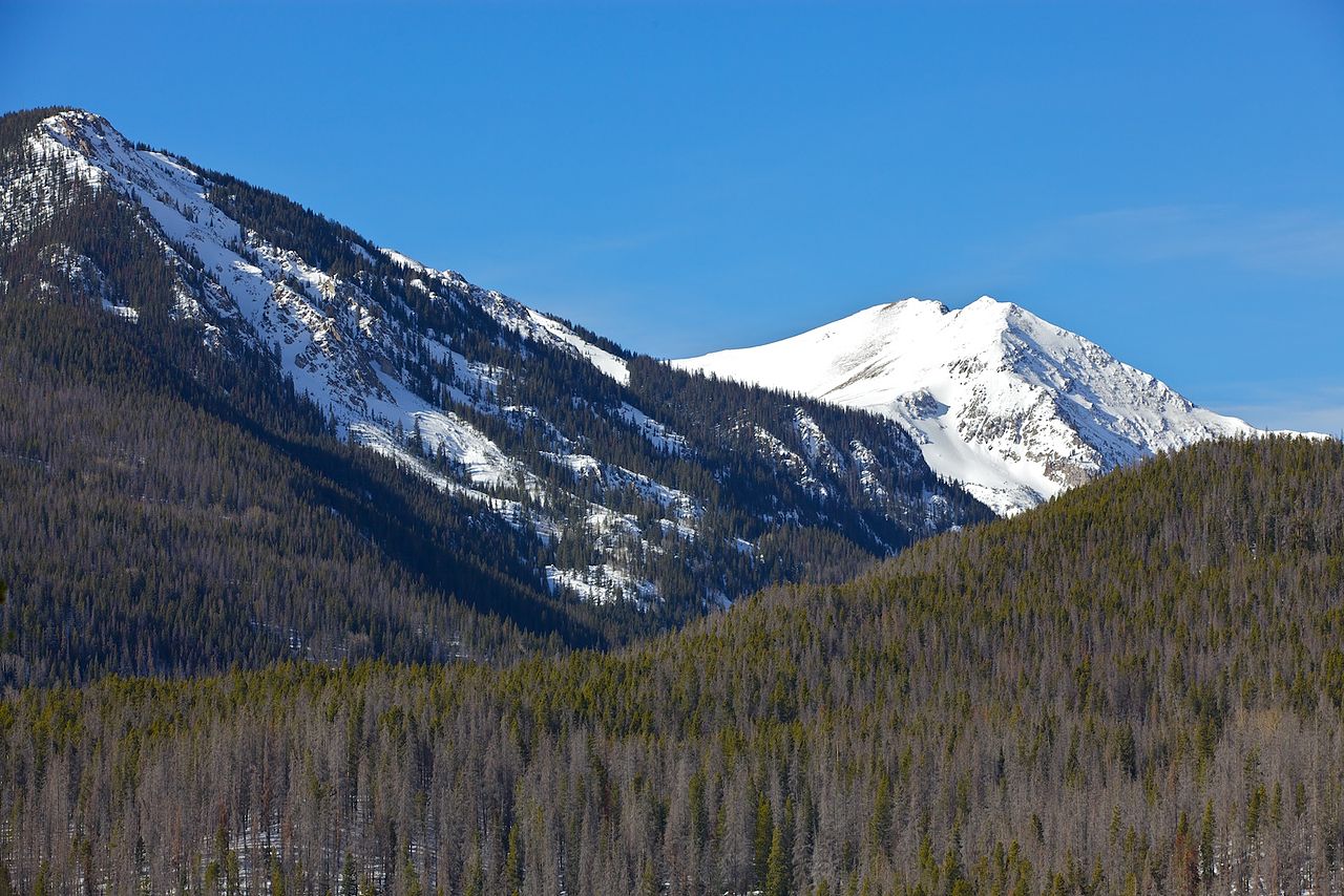 Pine bark beetle damage