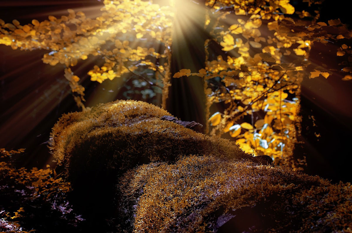 Forest sunlight and mossy log.