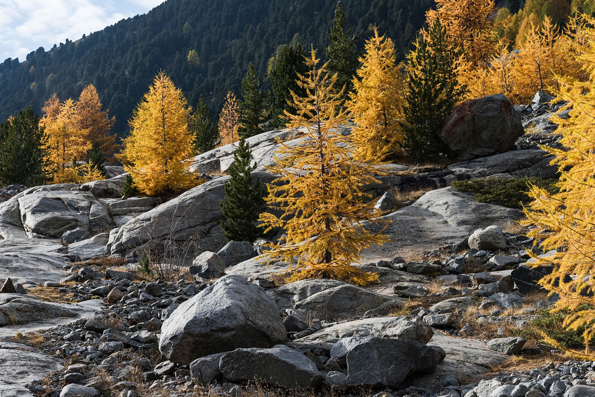 Autumn larch