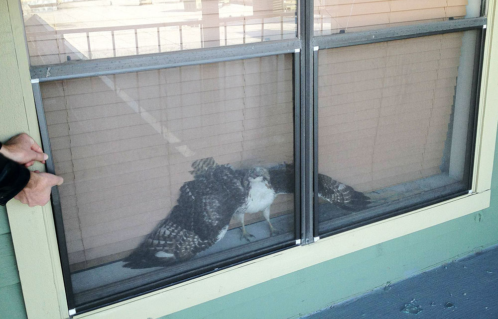 Red-tailed hawk trapped between window and screen