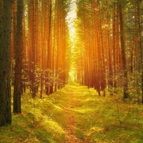 One Poem in Four Parts by Daniel Corrie