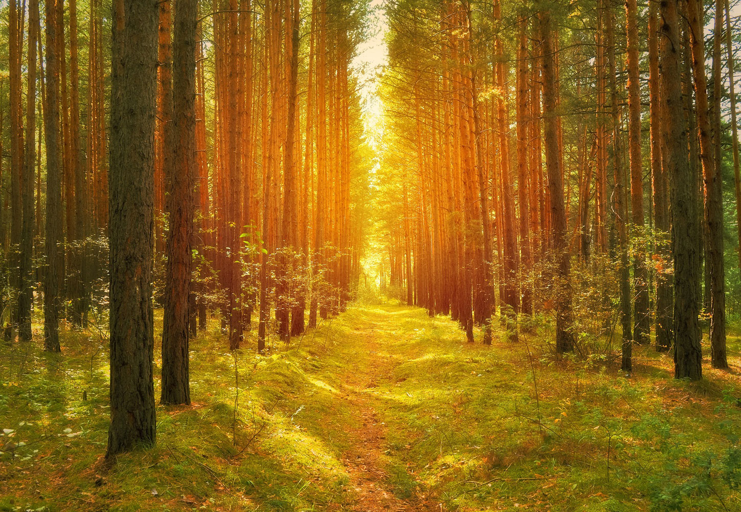 One Poem in Four Parts by Daniel Corrie