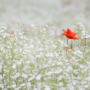 Four Poems by Magnús Sigurðsson Translated from the Icelandic by Meg Matich