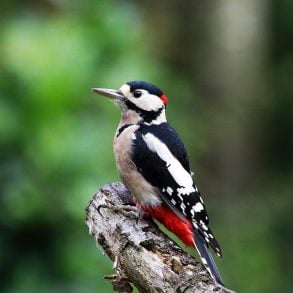 Old Roads, New Stories: Learning from Birds, by Rob Carney