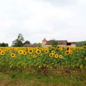 French Flares, by Sharon Dolin