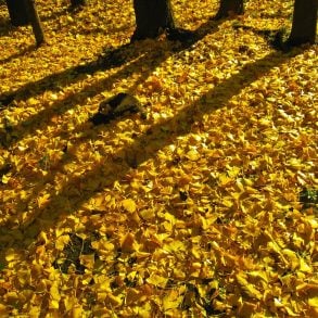 Letter to America, Poem by Alicia Hokanson