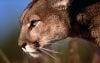 On the Trail of Mountain Lions, by Melissa L. Sevigny