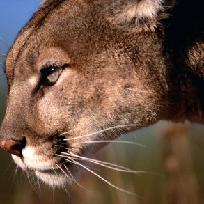 On the Trail of Mountain Lions, by Melissa L. Sevigny