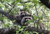 Old Roads, New Stories: Raccoon Verses by Rob Carney