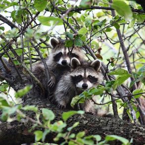 Old Roads, New Stories: Raccoon Verses by Rob Carney