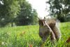Old Roads, New Stories: Commonplace Beasts and Where to Find Them, by Rob Carney