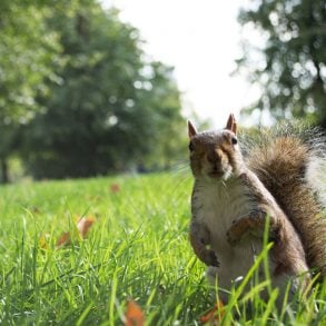 Old Roads, New Stories: Commonplace Beasts and Where to Find Them, by Rob Carney