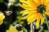 Letter to America: Poem by Todd Davis