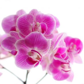 One Poem by Kathleen Hellen