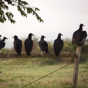 Two Poems by Robert Cording