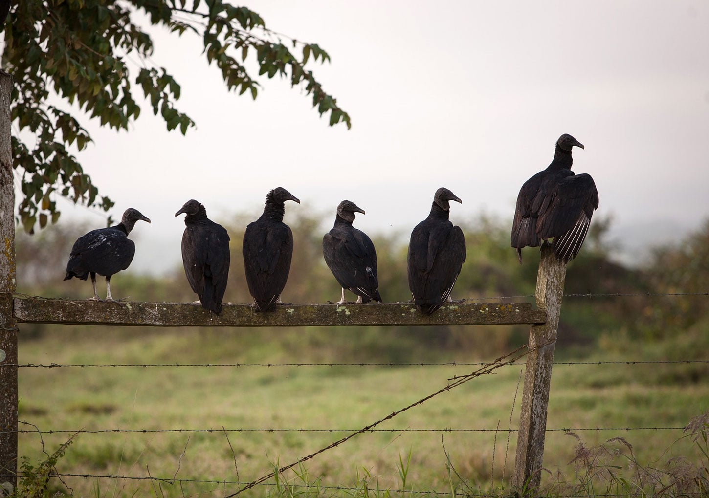 Two Poems by Robert Cording