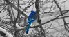 Old Roads, New Stories: Seven Birds, by Rob Carney