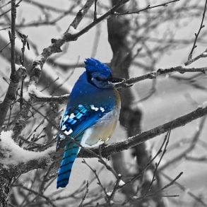 Old Roads, New Stories: Seven Birds, by Rob Carney