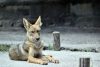 Review: Coyote Settles the South