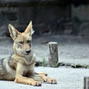 Review: Coyote Settles the South