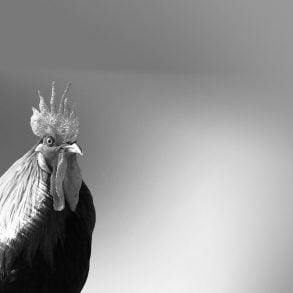 Eight Roosters, essay by Gina Warren
