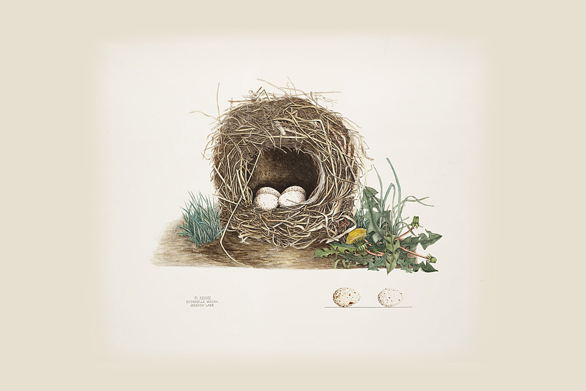 Four Poems by Carrie Green