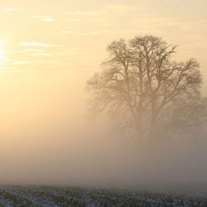 One Poem by Naomi Shihab Nye