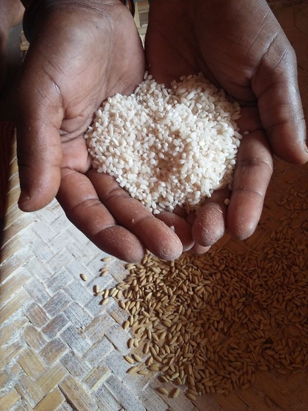 Farmer with rice in hands.