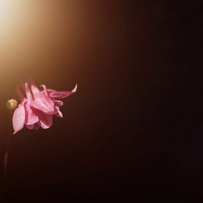 Five Poems by Ellery Akers