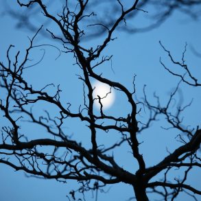 The Owl Light: A Poem Series by Deborah Fass