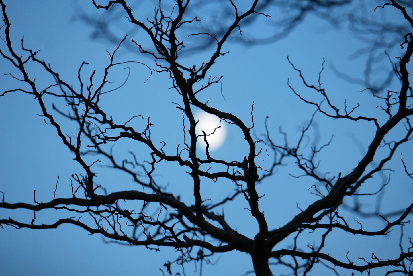 The Owl Light: A Poem Series by Deborah Fass