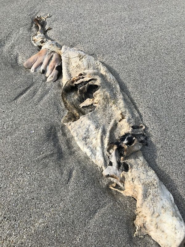 Photo of dead seal on beach by Alisa Slaughter