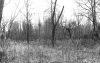 Ghost Trees, nonfiction by Jennie Goode