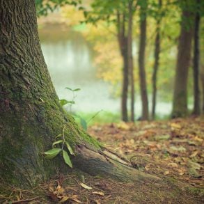 Three Poems by F. Daniel Rzicznek